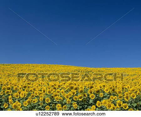 Stock Photo - "Sunflower and Sky, Hokkaido, Japan". Fotosearch