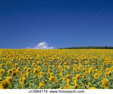 Stock Photo - "Sunflower and Sky, Hokkaido, Japan". Fotosearch