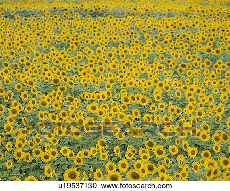 Stock Image - "Sunflower and Sky, Yamanashi, Japan". Fotosearch