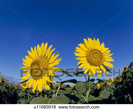 "Sunflower and Sky, Yamanashi, Japan" View Large Photo Image Stock Photo - "Sunflower and Sky, Yamanashi, Japan". Fotosearch