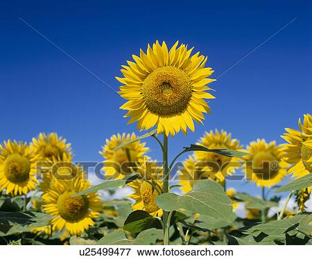 "Sunflower and Sky, Yamanashi, Japan" View Large Photo Image Stock Photo - "Sunflower and Sky, Yamanashi, Japan". Fotosearch