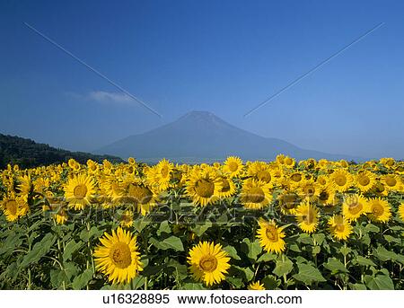Stock Photography - "Sunflower and Sky, Yamanashi, Japan". Fotosearch