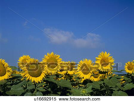 Stock Photography - "Sunflower and Sky, Yamanashi, Japan". Fotosearch