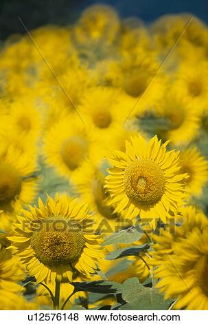 Stock Photo - Sunflower. Fotosearch