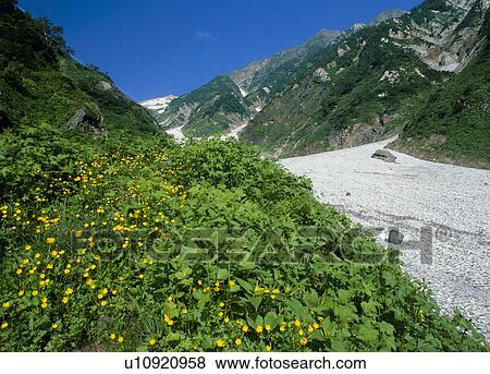 Stock Photo - "Trollius Riederianus Japonicas in Mountain, Nagano, Japan". Fotosearch