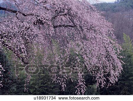 "Cheery Blossoms, Nagano, Japan" View Large Photo Image Picture - "Cheery Blossoms, Nagano, Japan". Fotosearch