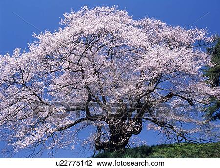 Stock Image - "Cherry Blossoms and Blue Sky, Gunma, Japan". Fotosearch