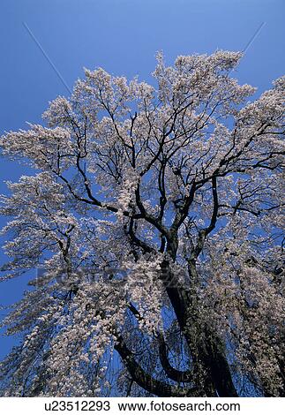 Stock Image - "Cherry Blossoms and Blue Sky, Nagano, Japan". Fotosearch