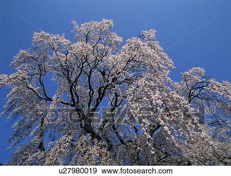 Stock Photo - "Cherry Blossoms and Blue Sky, Nagano, Japan". Fotosearch