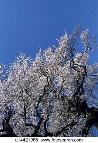 "Cherry Blossoms and Blue Sky, Nagano, Japan" View Large Photo Image Stock Photograph - "Cherry Blossoms and Blue Sky, Nagano, Japan". Fotosearch