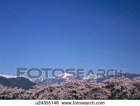 Stock Photograph - "Cherry Blossoms and Blue Sky, Nagano, Japan". Fotosearch