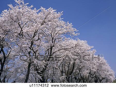 Stock Image - "Cherry Blossoms and Blue Sky, Shiga, Japan". Fotosearch