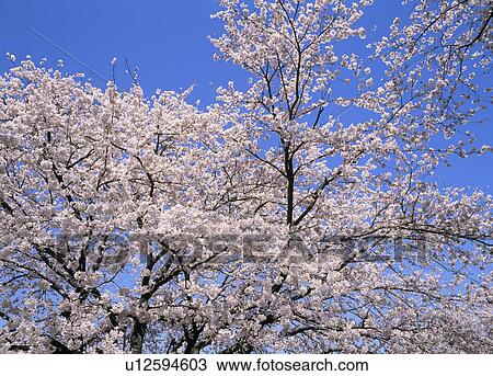 Stock Image - "Cherry Blossoms and Blue Sky, Shizuoka, Japan". Fotosearch