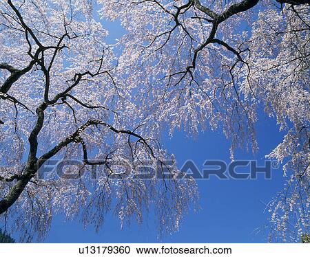 Stock Image - "Cherry Blossoms and Blue Sky, Yamanashi, Japan". Fotosearch