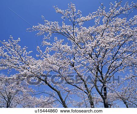 Stock Image - "Cherry Blossoms and Blue Sky, Shizuoka, Japan". Fotosearch