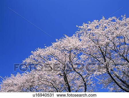 Stock Image - "Cherry Blossoms and Blue Sky, Shizuoka, Japan". Fotosearch