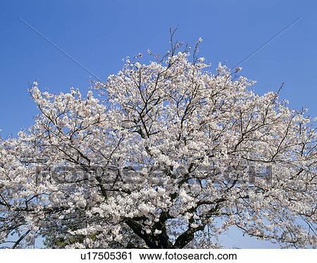 Stock Image - "Cherry Blossoms and Blue Sky, Shizuoka, Japan". Fotosearch