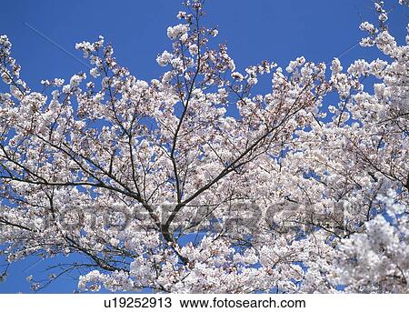 Stock Image - "Cherry Blossoms and Blue Sky, Shizuoka, Japan". Fotosearch