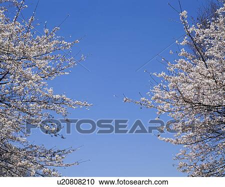 Stock Image - "Cherry Blossoms and Blue Sky, Shizuoka, Japan". Fotosearch