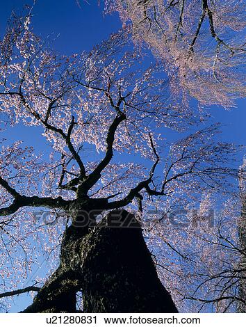 Stock Image - "Cherry Blossoms and Blue Sky, Yamanashi, Japan". Fotosearch
