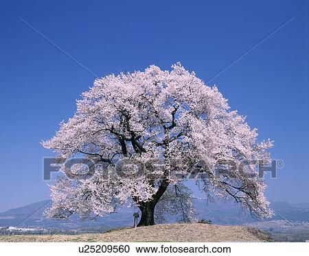 "Cherry Blossoms and Blue Sky, Yamanashi, Japan" View Large Photo Image Stock Image - "Cherry Blossoms and Blue Sky, Yamanashi, Japan". Fotosearch
