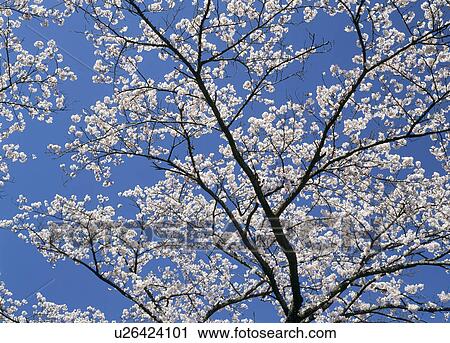 Stock Image - "Cherry Blossoms and Blue Sky, Shizuoka, Japan". Fotosearch