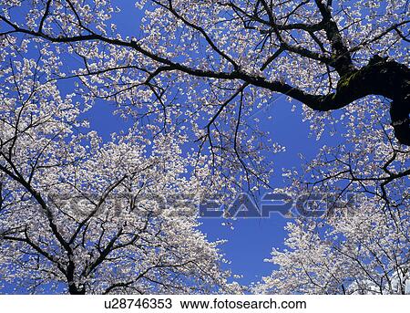 "Cherry Blossoms and Blue Sky, Yamanashi, Japan" View Large Photo Image Stock Image - "Cherry Blossoms and Blue Sky, Yamanashi, Japan". Fotosearch