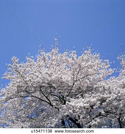 Stock Photo - "Cherry Blossoms and Blue Sky, Shizuoka, Japan". Fotosearch