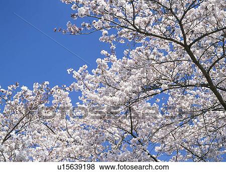Stock Photo - "Cherry Blossoms and Blue Sky, Shizuoka, Japan". Fotosearch