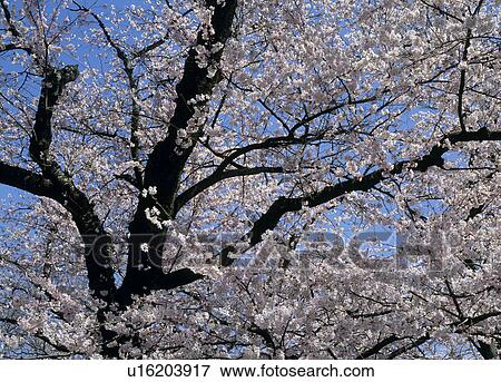Stock Photo - "Cherry Blossoms and Blue Sky, Yamanashi, Japan". Fotosearch