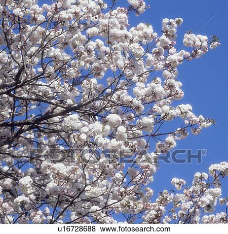 Cherry Blossoms and Blue Sky View Large Photo Image Stock Photo - Cherry Blossoms and Blue Sky. Fotosearch