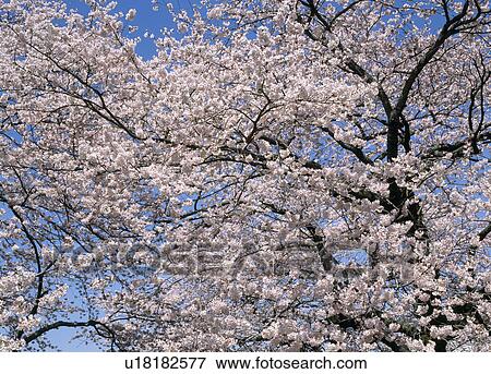 Stock Photo - "Cherry Blossoms and Blue Sky, Shizuoka, Japan". Fotosearch