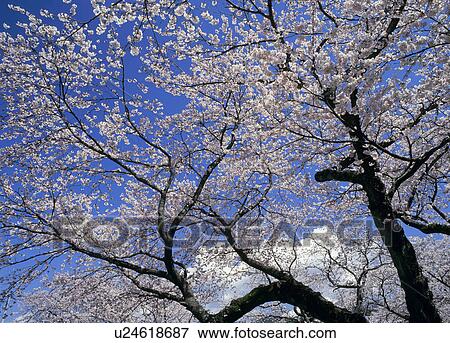 Stock Photo - "Cherry Blossoms and Blue Sky, Yamanashi, Japan". Fotosearch