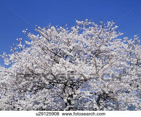 "Cherry Blossoms and Blue Sky, Shizuoka, Japan" View Large Photo Image Stock Photo - "Cherry Blossoms and Blue Sky, Shizuoka, Japan". Fotosearch