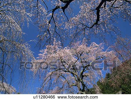 Stock Photograph - "Cherry Blossoms and Blue Sky, Yamanashi, Japan". Fotosearch
