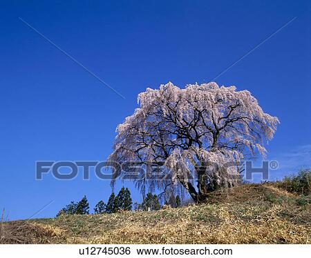 Stock Photograph - "Cherry Blossoms and Blue Sky, Fukushima, Japan". Fotosearch