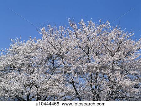 Stock Photography - "Cherry Blossoms and Blue Sky, Shizuoka, Japan". Fotosearch