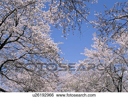 Stock Photograph - "Cherry Blossoms and Blue Sky, Tokyo, Japan". Fotosearch