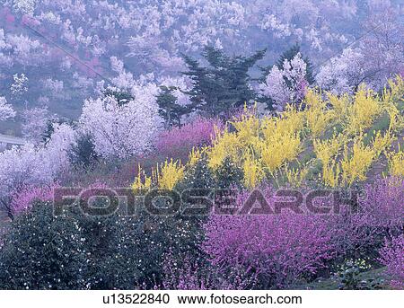 "Cherry Blossoms and Flowers, Fukushima, Japan" View Large Photo Image Stock Image - "Cherry Blossoms and Flowers, Fukushima, Japan". Fotosearch