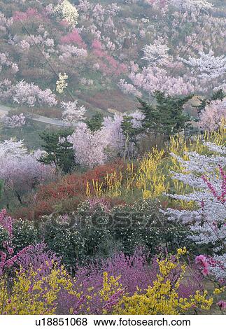 Stock Photo - "Cherry Blossoms and Flowers, Fukushima, Japan". Fotosearch