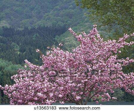 "Cherry Blossoms and Green, Nagano, Japan" View Large Photo Image Stock Image - "Cherry Blossoms and Green, Nagano, Japan". Fotosearch