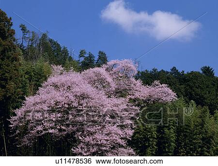 Stock Photograph - "Cherry Blossoms and Green, Nagano, Japan". Fotosearch