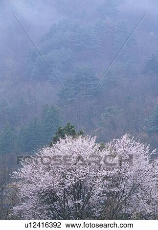 Stock Image - "Cherry Blossoms and Mist, Yamanashi, Japan". Fotosearch