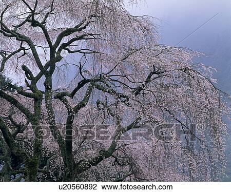 Stock Image - "Cherry Blossoms and Mist, Yamanashi, Japan". Fotosearch