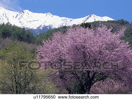 Stock Image - "Cherry Blossoms and Mountain, Nagano, Japan". Fotosearch