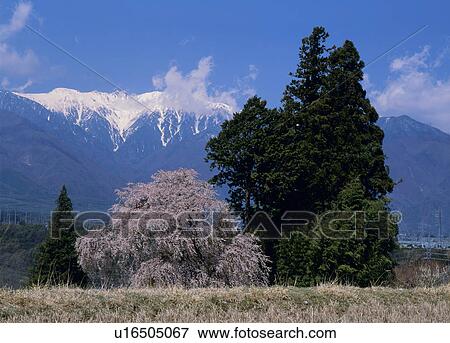 "Cherry Blossoms and Mountain, Nagano, Japan" View Large Photo Image Stock Photo - "Cherry Blossoms and Mountain, Nagano, Japan". Fotosearch