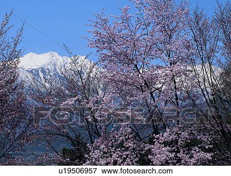 Stock Photo - "Cherry Blossoms and Mountain, Nagano, Japan". Fotosearch