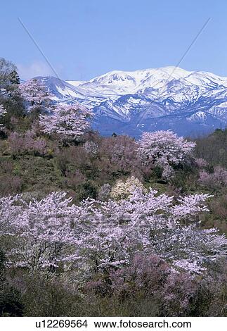 Picture - "Cherry Blossoms and Mountain, Fukushima, Japan". Fotosearch