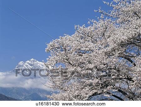 Stock Image - "Cherry Blossoms and Mountain, Yamanashi, Japan". Fotosearch