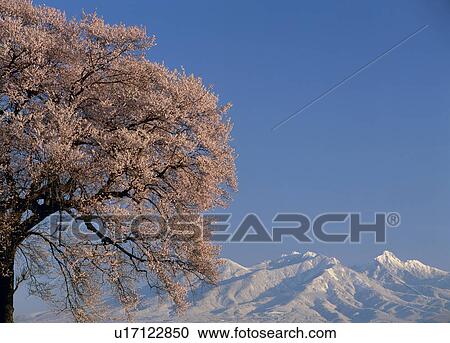 Stock Image - "Cherry Blossoms and Mountain, Yamanashi, Japan". Fotosearch